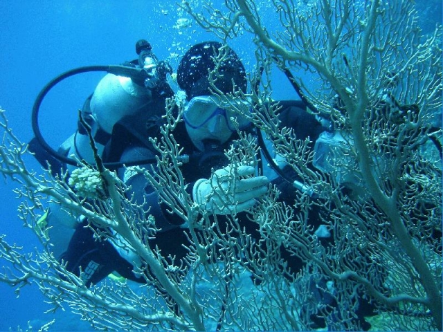 Conheça o mundo subaquático com vpp.jpg 